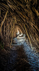 Nature's Resilience: A Hiking Trail Enveloped by Reeds near Calanda, Teruel, Aragon
