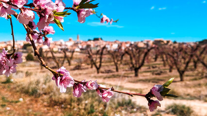 Welcome to Spring in Calanda: Almond trees bloom, painting the fruit fields pink on a sunny day,...