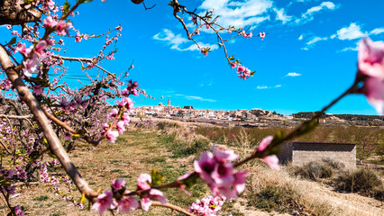 Spring in Teruel: Calanda's almond fields unveil their fleeting beauty, inviting a stroll among...