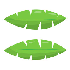 Vector illustration of green leaves on transparent background