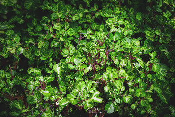 Fototapeta premium Green plant leaves background, top view. Nature spring concept