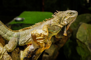 Close-up portrait of curious Iguana reptile. Iguane lizard portrait macro, close-up. Portrait front view to colorful exotic iguana resting on wood, with skin in red, orange, yellow and blue tones.