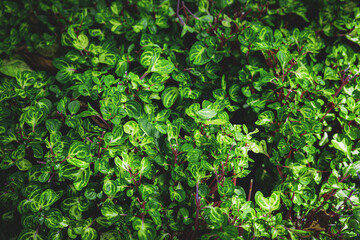 Green plant leaves background, top view. Nature spring concept