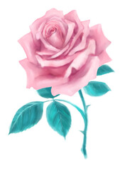 Pink rose. Watercolor texture.