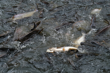 Fish in the pond for cooking