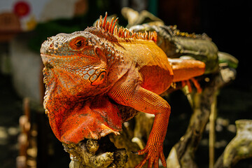 Close-up portrait of curious Iguana reptile. Iguane lizard portrait macro, close-up. Portrait front view to colorful exotic iguana resting on wood, with skin in red, orange, yellow and blue tones.