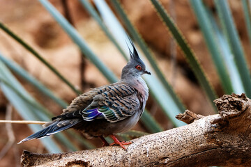a Crested pigeon (Ocyphaps lophotes) standing on a branch  isolated on a natural green background