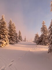 Serene Snowy Forest Trail at Dusk