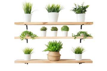 Wooden shelves with different houseplants in pots on a transparent background
