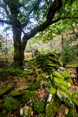 An abandoned broken moss covered drywall in the oak forests of Eryri National Park in Wales