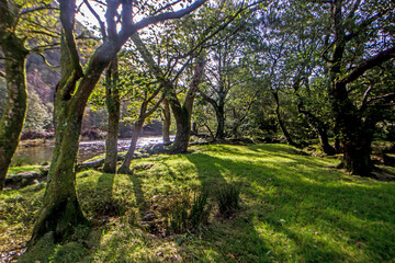 A small Oak grove next to the River Glaslyn, Aflon Gaslyn, just outside of the village of...