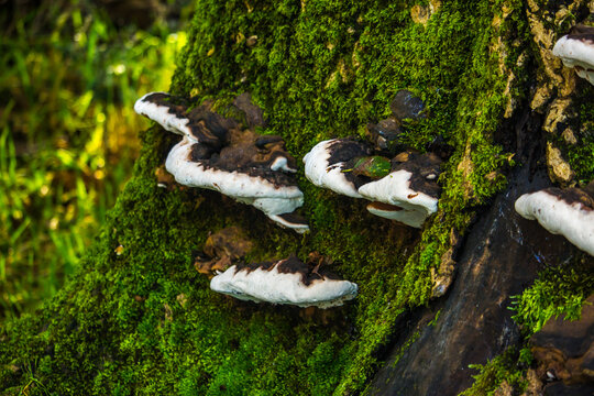 Bracket fungi growing on the moss-covered tree trunk of an oak tree in the temperate rainforests of Eryri National Park in Wales