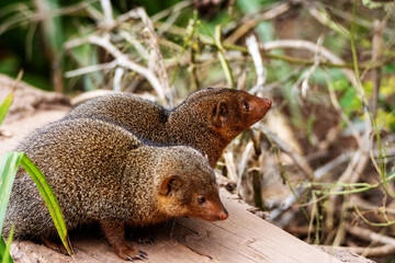 a pair of Dwarf mongoose (Helogale parvula)  isolated on a natural  background