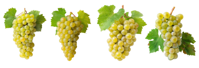 Grape chardonnay set cutout, white grapes, farm autumn vineyard season winery dieting