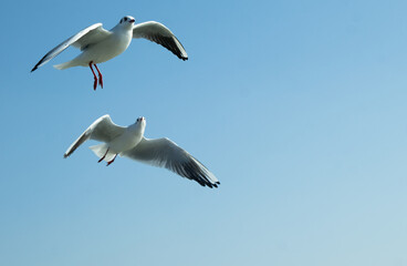 seagull in flight