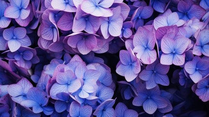 Selective focus on beautiful bush of blooming blue, purple Hydrangea or Hortensia flowers (Hydrangea macrophylla) and green leaves under the sunlight in summer. Natural background.