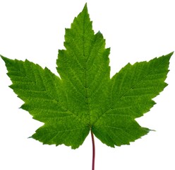 maple leaf lies on a white background