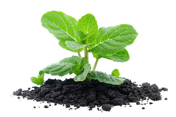 Young mint plants growing in black soil isolated on a transparent background