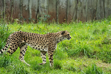 a single Cheetah (Acinonyx jubatus) walking