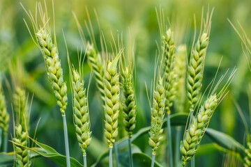Naklejka premium Green wheat crop growing in field.