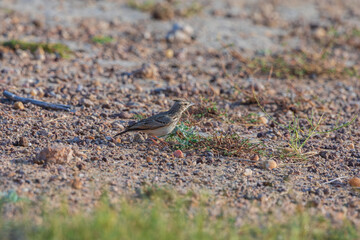 Crested lark (Galerida cristata) at Desert National Park, Jaisalmer, Rajasthan, India.