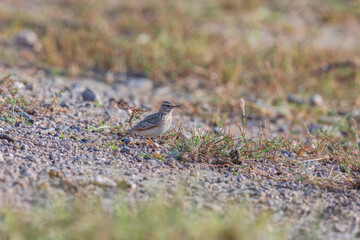 Crested lark (Galerida cristata) at Desert National Park, Jaisalmer, Rajasthan, India.