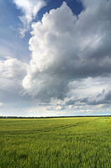 Spring Green Field with Clouds