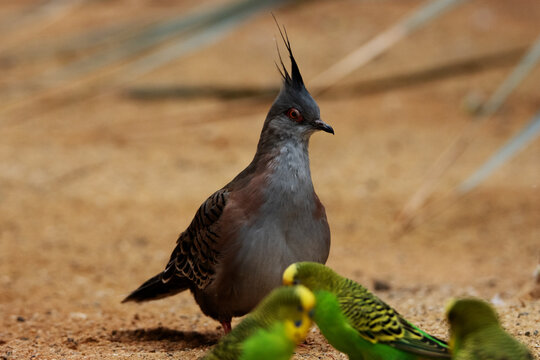 a single Crested pigeon (Ocyphaps lophotes)  isolated on a natural desert background