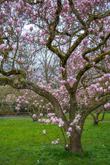 Fototapeta premium Blühende Magnolie