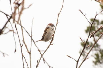 a sparrow on a branch