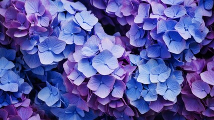 Selective focus on beautiful bush of blooming blue, purple Hydrangea or Hortensia flowers (Hydrangea macrophylla) and green leaves under the sunlight in summer. Natural background.