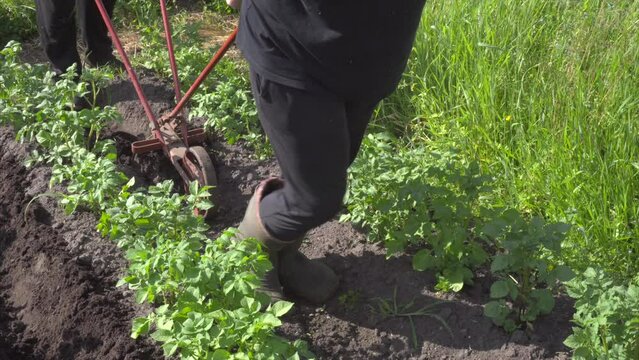 Two farmers spudding potatoes by hand plow. Hand plow on the field. Close up.