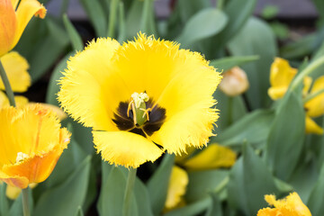 Beautiful blooming tulip in garden.