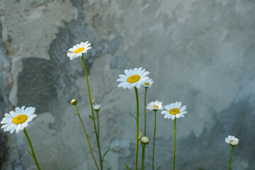 Wild daisies closeup across gray rough background. Spring natural background. Copy space