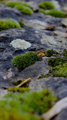 Natural texture of moss and lichen growing on tree bark