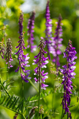 Vetch, vicia cracca valuable honey plant, fodder, and medicinal plant. Fragile purple flowers background. Woolly or Fodder Vetch blossom in spring garden