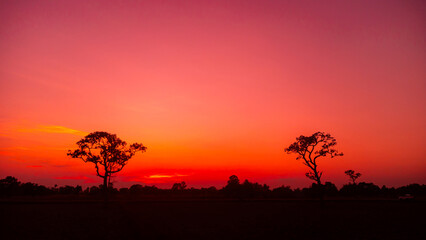 Amazing.dark tree on open field, dramatic sunset, typical African sunset with acacia tree in Masai Mara, Kenya.Panoramic African tree silhouette with sunset.