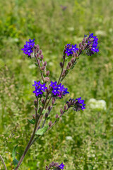 Anchusa officinalis, commonly known as the common bugloss or alkanet with green background