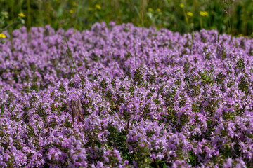 Blossoming fragrant Thymus serpyllum, Breckland wild thyme, creeping thyme, or elfin thyme...