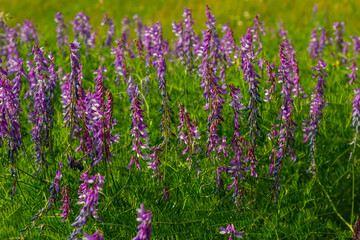 Vetch, vicia cracca valuable honey plant, fodder, and medicinal plant. Fragile purple flowers background. Woolly or Fodder Vetch blossom in spring garden