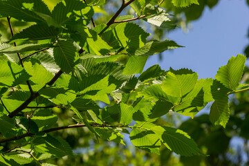Hornbeam leaf in the sun. Hornbeam tree branch with fresh green leaves. Beautiful green natural background. Spring leaves