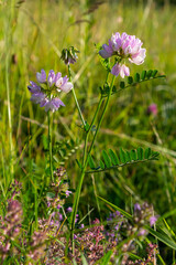 Securigera varia or Coronilla varia, commonly known as crownvetch or purple crown vetch