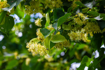 Tilia cordata linden tree branches in bloom, springtime flowering small leaved lime, green leaves...