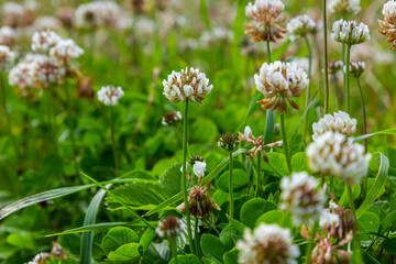 Trifolium repens, white clover herbaceous perennial plant