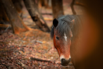 Wild horse in the New
 Forest nature reserve UK.
