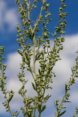 Wormwood green grey leaves with beautiful yellow flowers. Artemisia absinthium absinthium, absinthe wormwood flowering plant, closeup macro