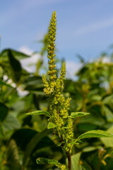 Green amaranth Amaranthus hybridus in flower. Plant in the family Amaranthaceae growing as an invasive weed