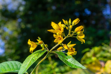 Fototapeta premium Lysimachia vulgaris flower, the garden loosestrife, yellow loosestrife, or garden yellow loosestrife, blooming in summer