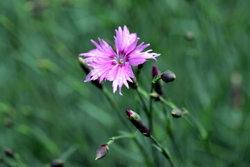 Nahaufnahme einer rosa Federnelke