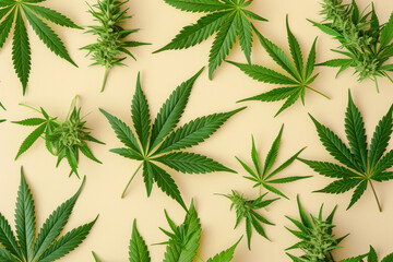 Green cannabis leaves pattern on beige background top view flat lay natural herbal concept ecofriendly lifestyle design template aerial view image